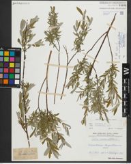 Foto von Salix repens subsp. rosmarinifolia (L.) Andersson